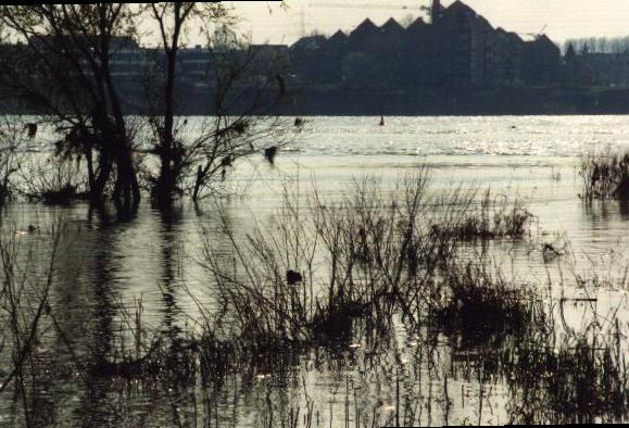  Bild: Rheinhochwasser 