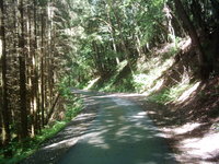 im-eifelwald Im Eifelwald